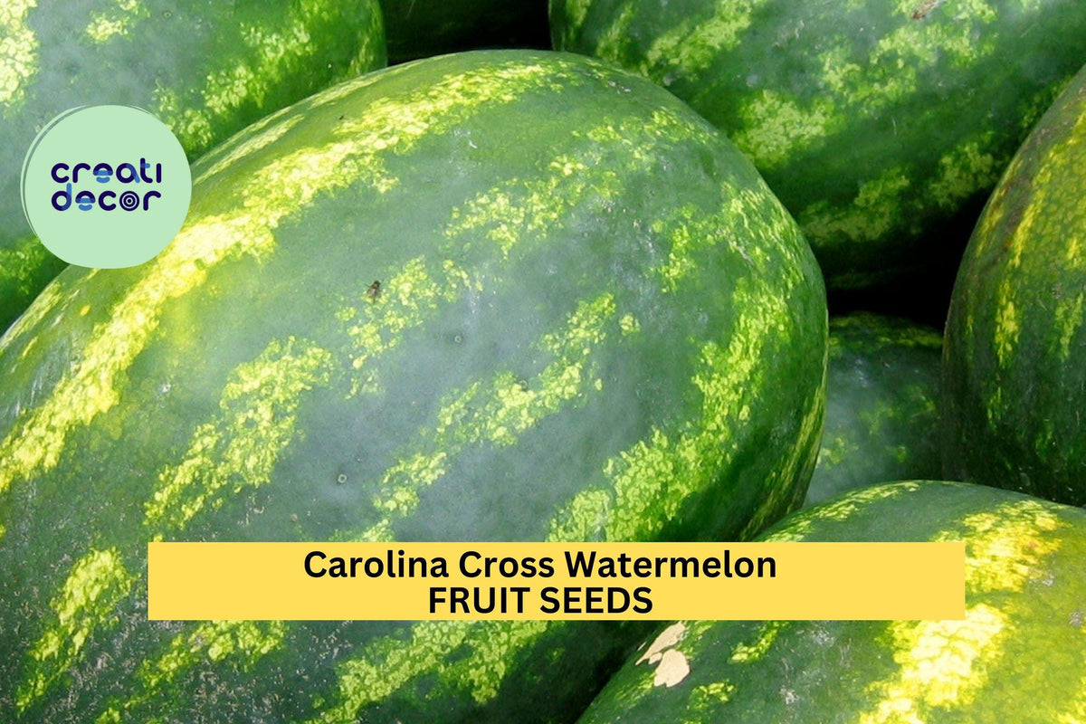 Carolina Cross Watermelon Seeds – Heirloom Citrullus lanatus – Giant Pink Flesh Fruit, High-Yield, Open-Pollinated, 50+ Seeds