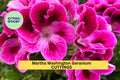 Martha Washington Geranium Cuttings | 6 Pelargonium × domesticum Unrooted Plants | Regal Flowering Geranium for Containers & Borders