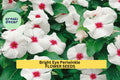 Bright Eye Periwinkle Seeds – Vinca rosea Pink Blooms, Drought-Tolerant Flower Seeds for Garden & Containers