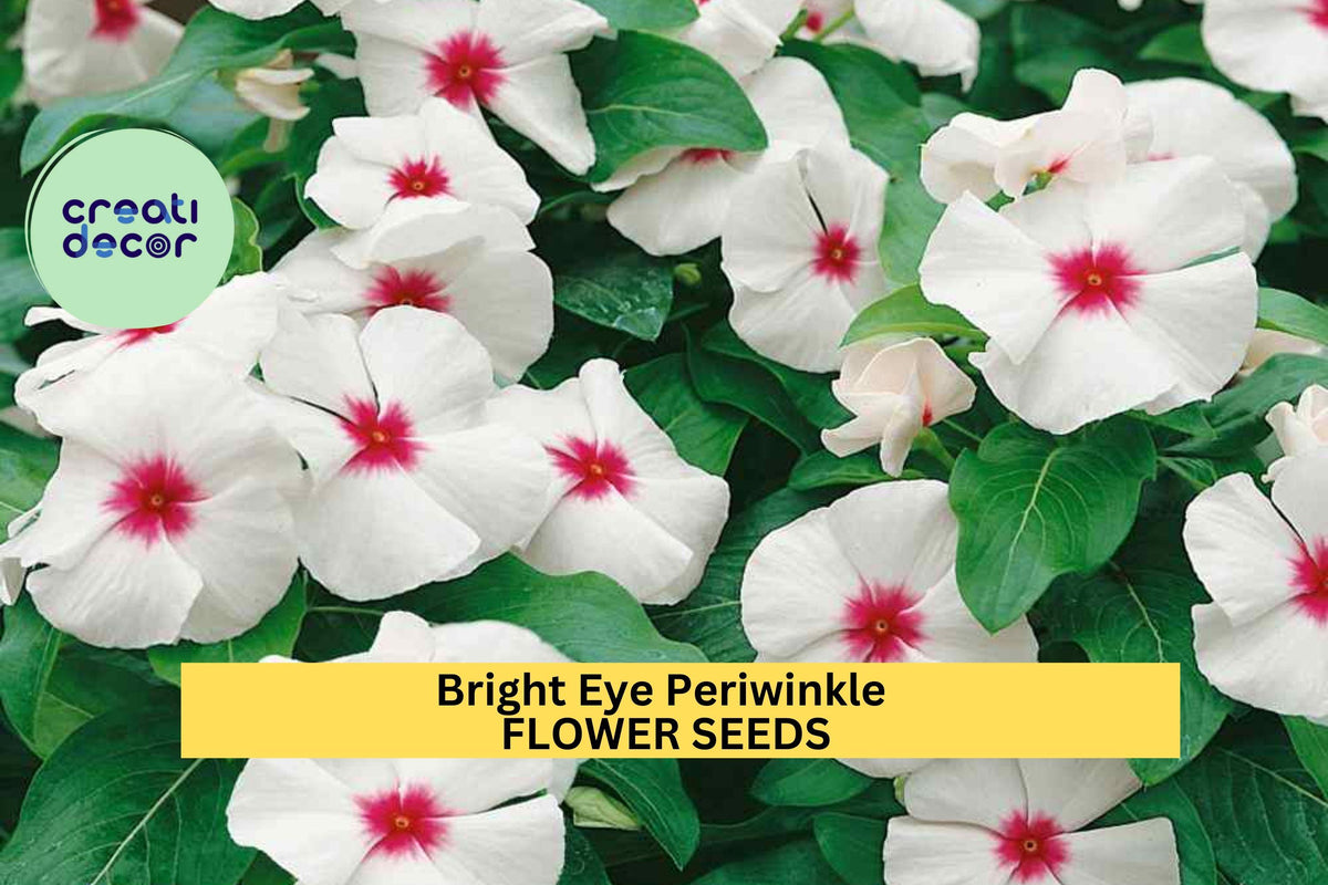 Bright Eye Periwinkle Seeds – Vinca rosea Pink Blooms, Drought-Tolerant Flower Seeds for Garden & Containers
