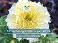 African Marigold Seeds – Kilimanjaro White, Non-GMO, Tall, Creamy Flowers, Easy to Grow, Pollinator-Friendly, Tagetes erecta, 50 Seeds