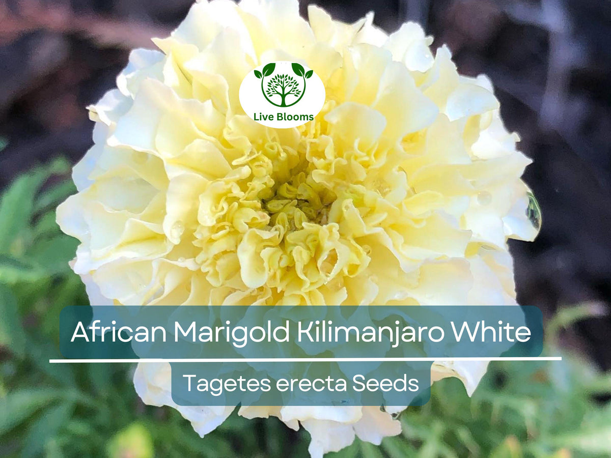 African Marigold Seeds – Kilimanjaro White, Non-GMO, Tall, Creamy Flowers, Easy to Grow, Pollinator-Friendly, Tagetes erecta, 50 Seeds