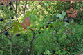 Jostaberry Cuttings Not Rooted – Ribes × nidigrolaria Hybrid Fruit Shrub for Edible Gardens