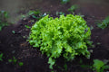 Black Seeded Simpson Lettuce Seeds – Heirloom Leafy Greens for Salads & Garnishes – 700 Premium Seeds Lactuca sativa