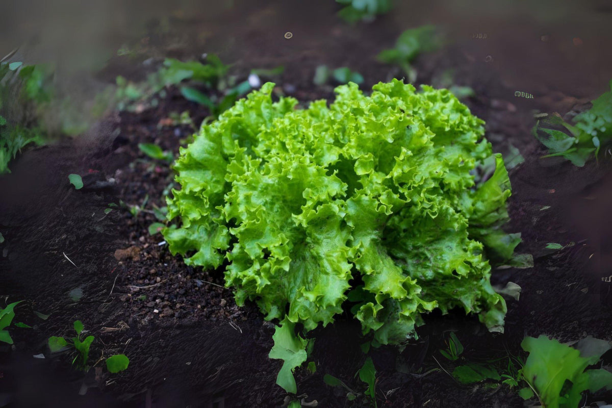 Black Seeded Simpson Lettuce Seeds – Heirloom Leafy Greens for Salads & Garnishes – 700 Premium Seeds Lactuca sativa