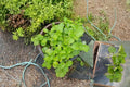 Cuban Oregano Cuttings, Plectranthus amboinicus, Aromatic Tropical Herb, Indoor & Outdoor Propagation, 6 Unrooted Plants