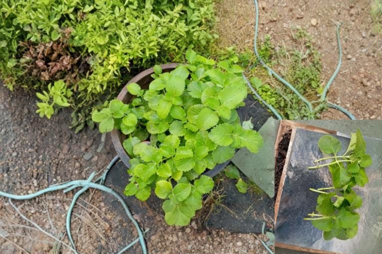 Cuban Oregano Cuttings, Plectranthus amboinicus, Aromatic Tropical Herb, Indoor & Outdoor Propagation, 6 Unrooted Plants