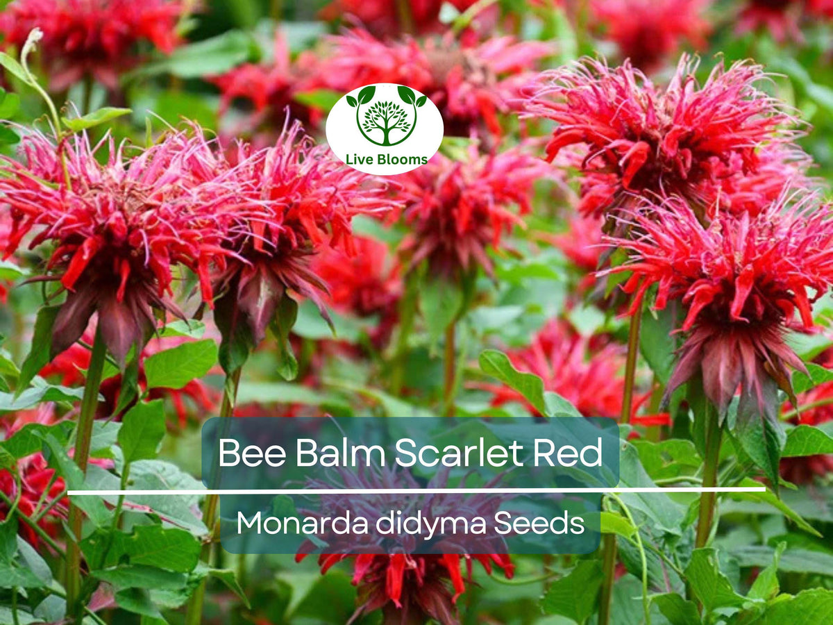 50 Bee Balm Scarlet Red Seeds | Monarda Didyma Perennial Flower for Pollinator Garden, Hummingbird-Friendly, Non-GMO
