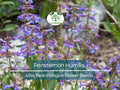 100 mg Penstemon Humilis Seeds | Low Beardtongue Wildflower for Rock Gardens & Pollinator Gardens | Drought-Tolerant Perennial Planting