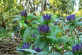 Bottle Gentian Seeds – Gentiana andrewsii Native Wildflower for Pollinator Gardens, Woodland Landscaping, 100 Seeds