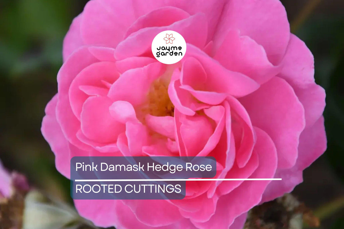 Pink Damask Rose Plant in 4" Pot – Fragrant Pink Blooms, Cutting-Grown, Hardy Garden Rose Rosa damascena