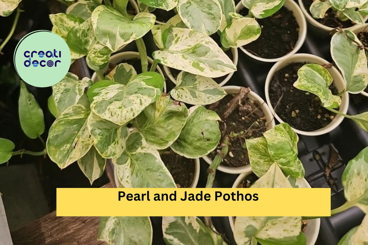 Pearl and Jade Pothos Plant – Fully Rooted Epipremnum aureum Variegated Indoor Vine for Home & Office Decor