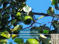 4 Pcs Unrooted Avocado Scions Combo Bacon & Fuerte Grafting Fruit Tree for Home Garden