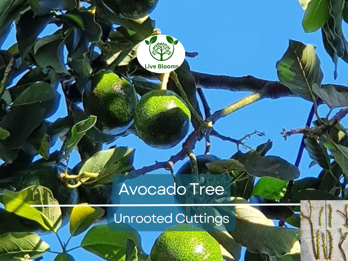 4 Pcs Unrooted Avocado Scions Combo Bacon & Fuerte Grafting Fruit Tree for Home Garden