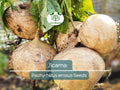 Jicama Seeds 40 Pack – Mexican Yam Bean (Pachyrhizus erosus) – Non-GMO Root Vegetable & Edible Fruit for Organic Gardening