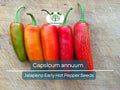 Jalapeno Early Hot Pepper Seeds – Capsicum annuum, Heirloom, Medium-Sized, Spicy for Gardening & Cooking