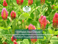 Crimson Red Clover Seeds 1000 Non-GMO Trifolium incarnatum Pollinator-Friendly Soil Fertilizer