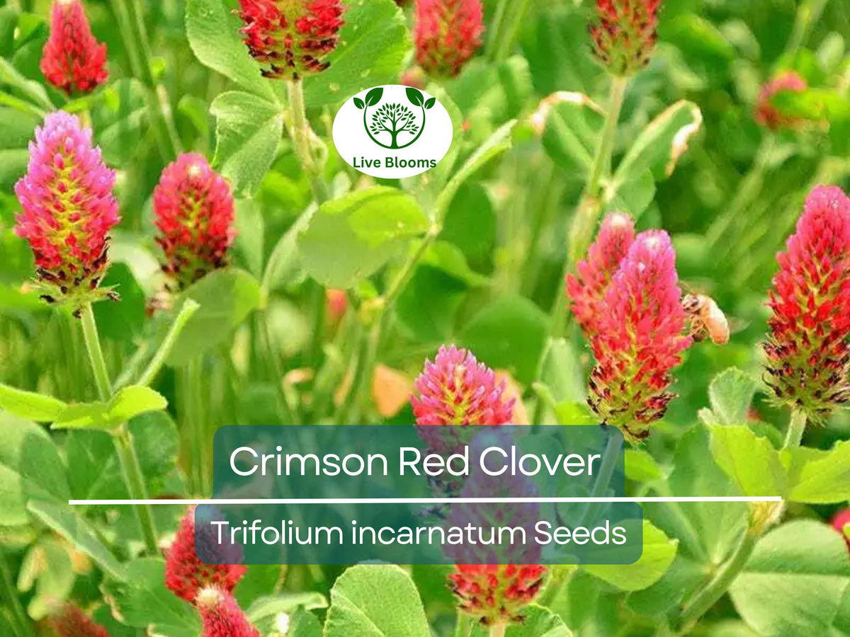 Crimson Red Clover Seeds 1000 Non-GMO Trifolium incarnatum Pollinator-Friendly Soil Fertilizer