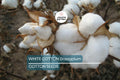 White Cotton Seeds Gossypium Non-GMO Spring/Fall Bloom Hardy Plant for Garden, 24-36 Inches