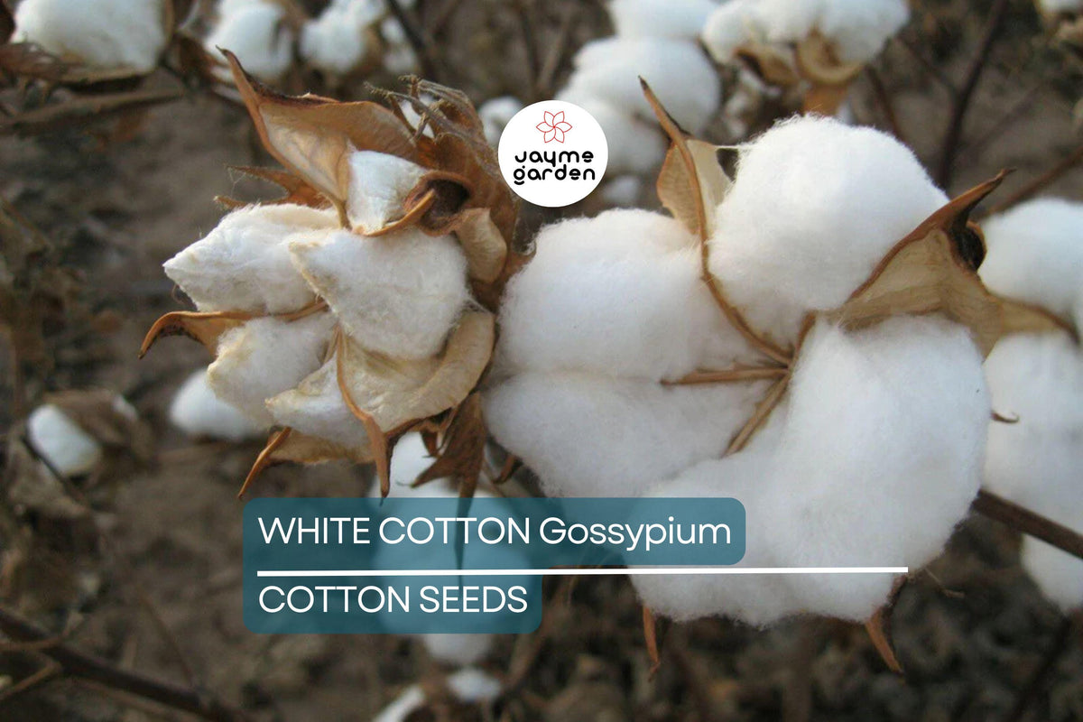 White Cotton Seeds Gossypium Non-GMO Spring/Fall Bloom Hardy Plant for Garden, 24-36 Inches
