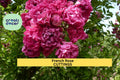 French Rose Cuttings – Heirloom Rosa spp. – Unrooted Stem Starter for Propagation, Fragrant Old World Rose, Vintage Garden Plant