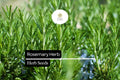 100mg Rosemary Seeds | Rosmarinus officinalis | Culinary, Aromatherapy, Ornamental Herb