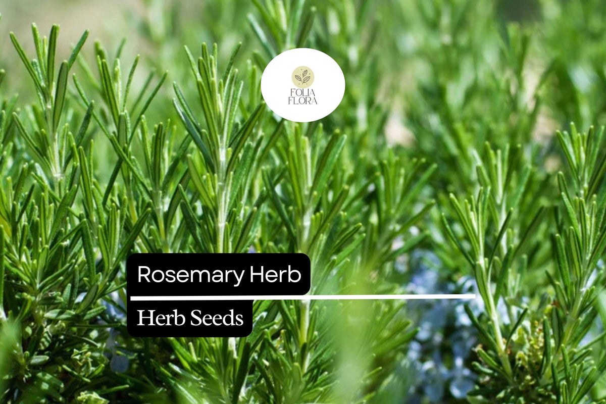 100mg Rosemary Seeds | Rosmarinus officinalis | Culinary, Aromatherapy, Ornamental Herb
