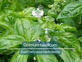 700 Basil Genovese Seeds – Organic Non-GMO Herb for Cooking, Pesto, Mediterranean Dishes, Italian Basil (Ocimum basilicum)
