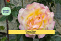 3 Peace Rose Cuttings | Unrooted Hybrid Tea Rose Rosa 'Peace' for Rooting | Fragrant Garden Favorite