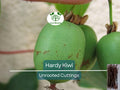 Hardy Kiwi Cuttings – Organic Female Actinidia arguta Geneva – Unrooted, Cold-Hardy Fruit Plant for Vertical Gardening