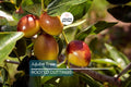 Bare Root Jujube Tree 15” Lang Chinese Red Date Fruit Tree, Edible Sweet Fruit, Drought Tolerant, Ziziphus Jujuba