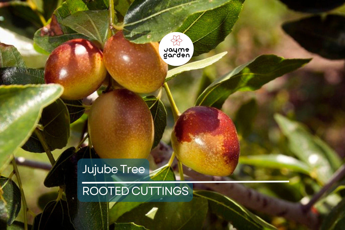 Bare Root Jujube Tree 15” Lang Chinese Red Date Fruit Tree, Edible Sweet Fruit, Drought Tolerant, Ziziphus Jujuba