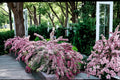Variegated Weigela Shrub - Pink Flowers, Green & White Foliage, 2 Live Plants, Weigela florida, Decorative Garden Plant