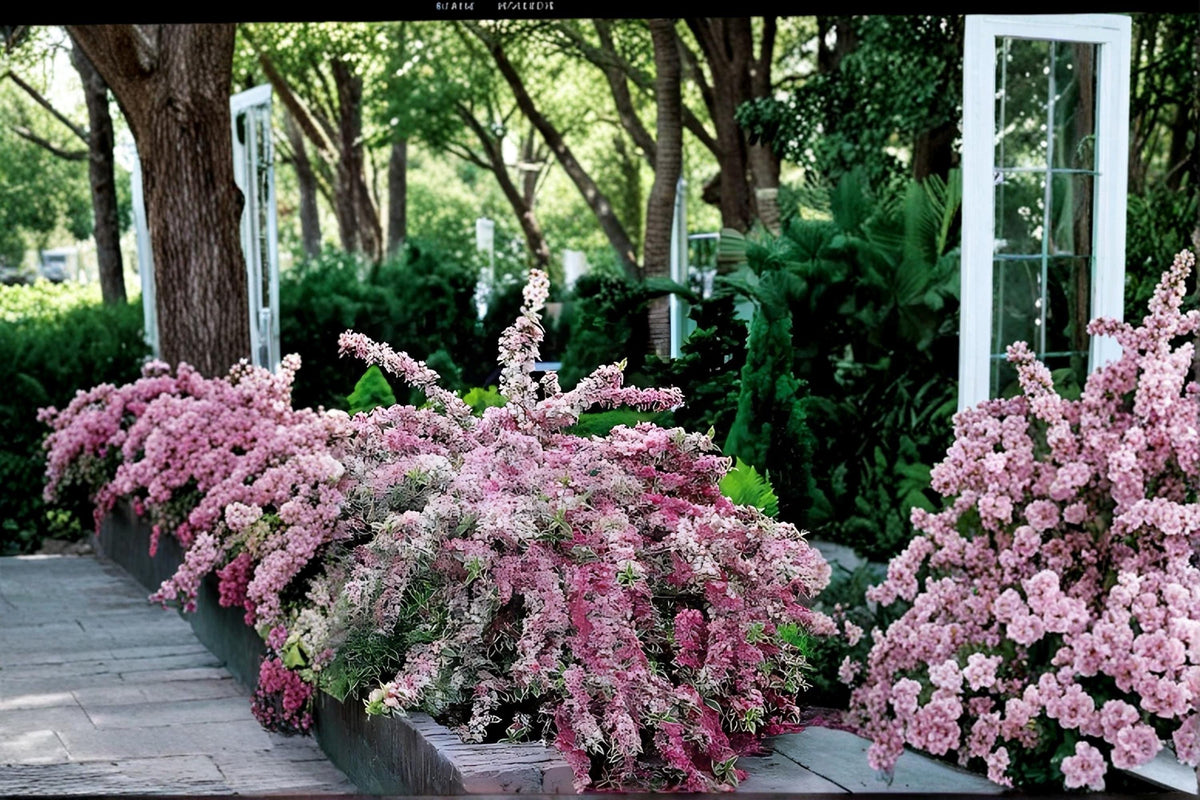 Variegated Weigela Shrub - Pink Flowers, Green & White Foliage, 2 Live Plants, Weigela florida, Decorative Garden Plant