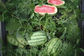 Jubilee Watermelon Seeds 1g | Heirloom Citrullus lanatus Large Striped Melon for Sweet Summer Harvest