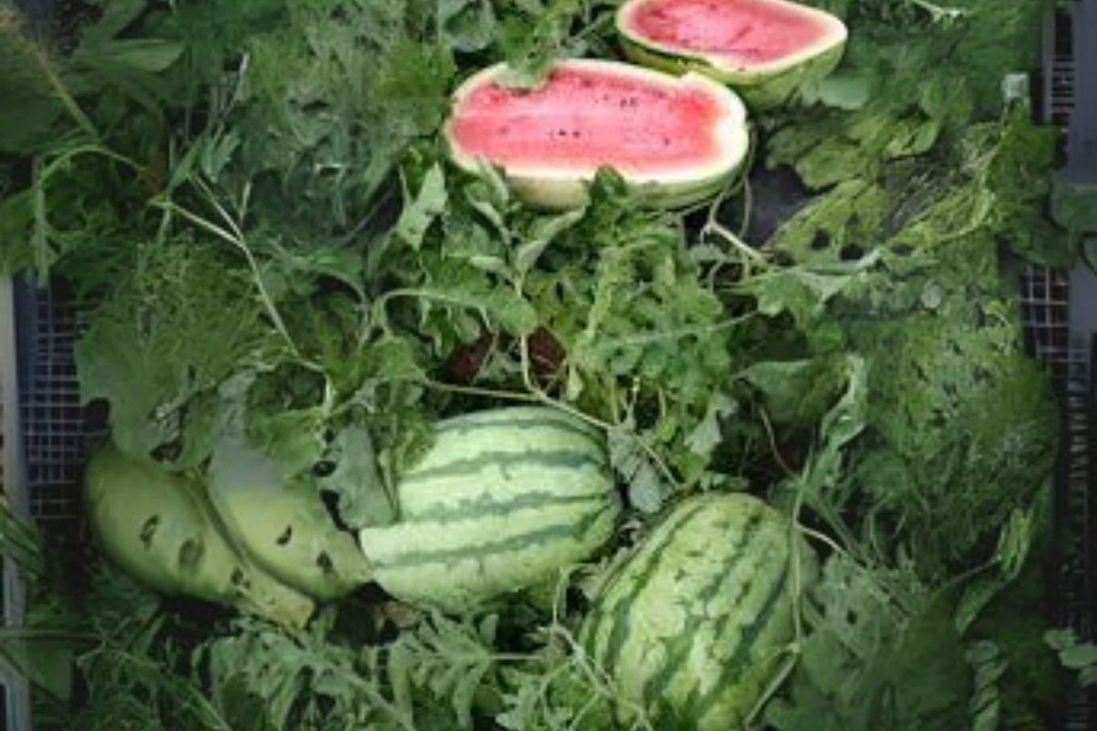 Jubilee Watermelon Seeds 1g | Heirloom Citrullus lanatus Large Striped Melon for Sweet Summer Harvest