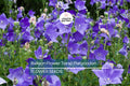 Balloon Flower Seeds – Non-GMO Platycodon grandiflorus Perennial with Blue, White, Pink Star-Shaped Flowers, Pollinator Garden Plant