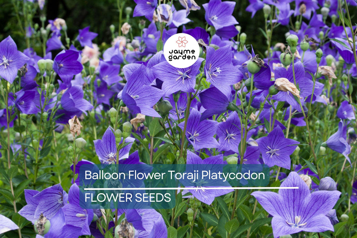 Balloon Flower Seeds – Non-GMO Platycodon grandiflorus Perennial with Blue, White, Pink Star-Shaped Flowers, Pollinator Garden Plant