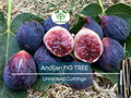 Unrooted Fig Tree Cuttings – 3 Andijan Ficus Carica Rare Organic Propagation for Grafting & Growing