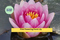 Pink Flowering Pond Lily Root Ball | Live Nymphaea Water Lily for Ponds & Water Gardens | Aquatic Perennial Plant