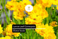 Lance Leaf Coreopsis Seeds, Bright Yellow Wildflower, Perennial Pollinator Plant, Coreopsis lanceolata, 25 Seeds