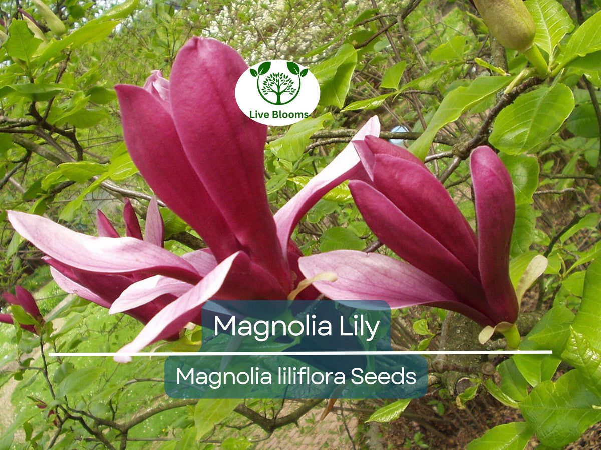 Magnolia Lily Seeds | Pink Flowering Tree | Hardy Perennial | Magnolia liliflora | Garden & Landscape Plant