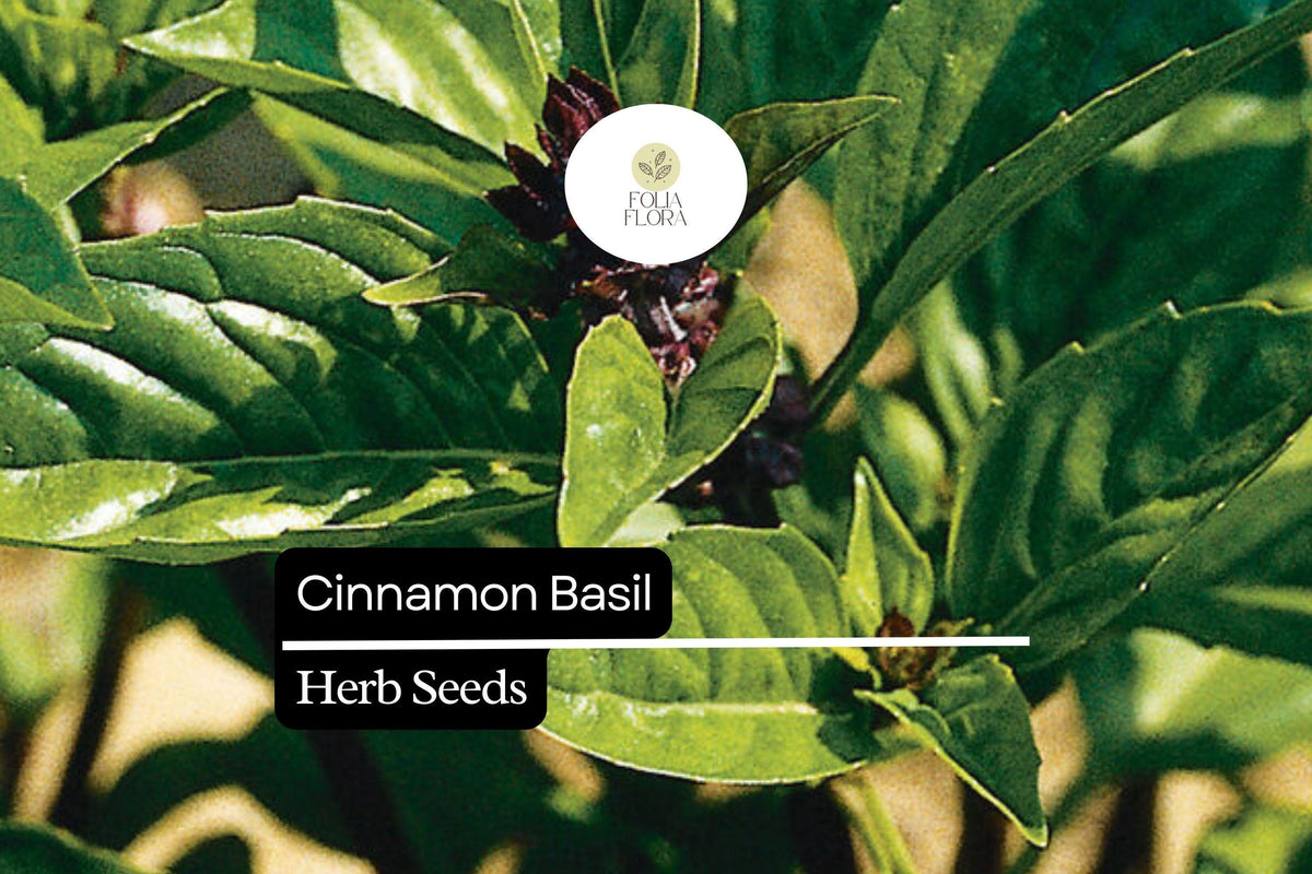 600 Seeds Cinnamon Basil Herb Seeds, Ocimum basilicum, Aromatic Spicy-Sweet Flavor, Pollinator-Friendly, Culinary & Tea