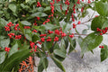 Ilex verticillata Winterberry Holly Seeds – Red Berry Shrub for Native Gardens, Ornamental Landscaping, Wildlife Habitat