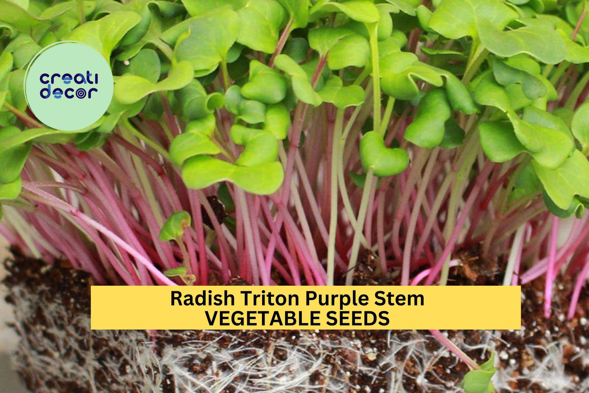 3pcs Radish Triton Purple Stem Seeds – Heirloom Raphanus sativus for Fast Harvest, Salad & Microgreens, Container & Garden Planting