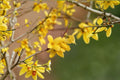 Weeping Forsythia Seeds - Forsythia suspensa Golden Spring Blooms, Ornamental Shrub, Deciduous Flowering Plant, 10 Seeds