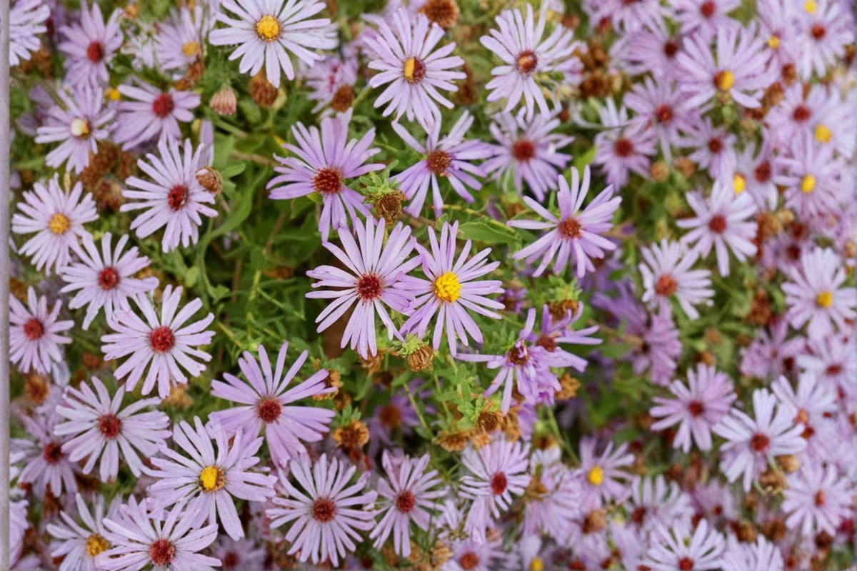 Aromatic Aster Seeds – Symphyotrichum oblongifolium – Native Wildflower for Fall Pollinators