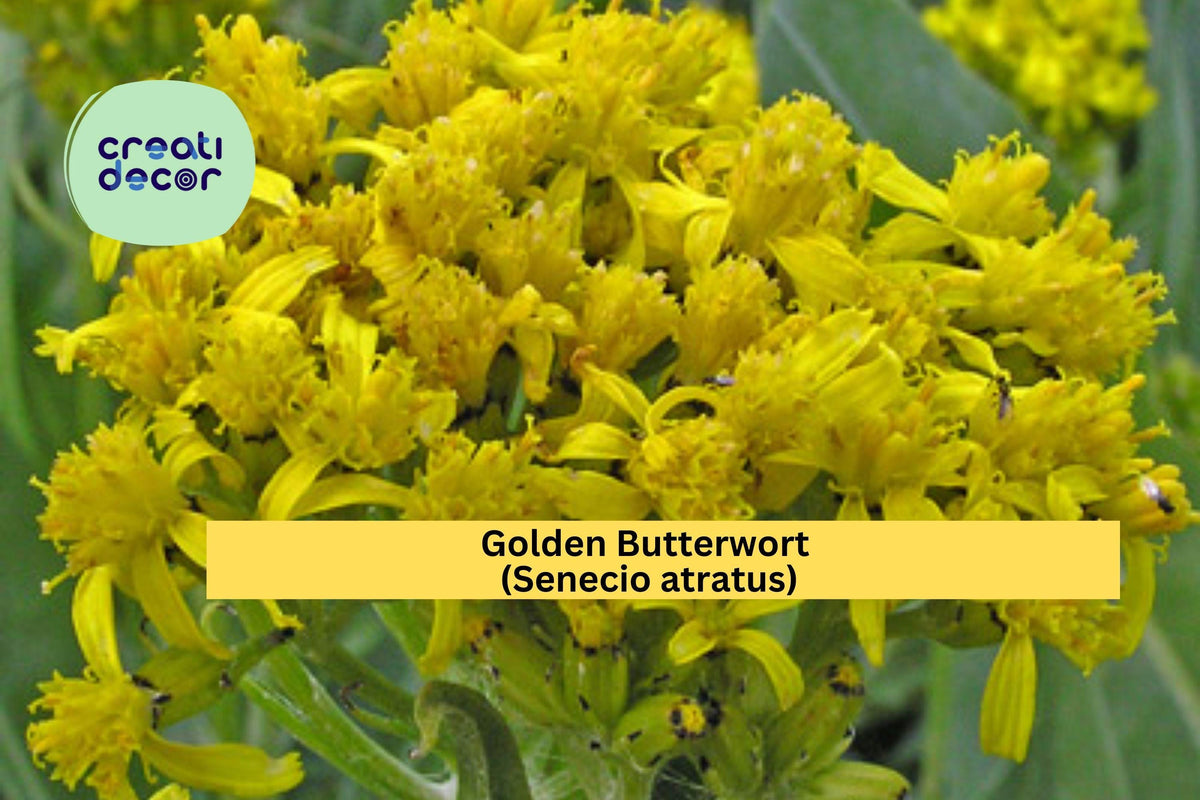 Golden Butterwort Seeds – Senecio atratus Wildflower, Yellow Perennial, Pollinator-Friendly, Native Plant for Gardens and Meadows