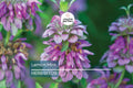 1,000 Lemon Mint Seeds – Non-GMO Culinary Herb with Edible Flowers, Pollinator Attractant, Monarda citriodora