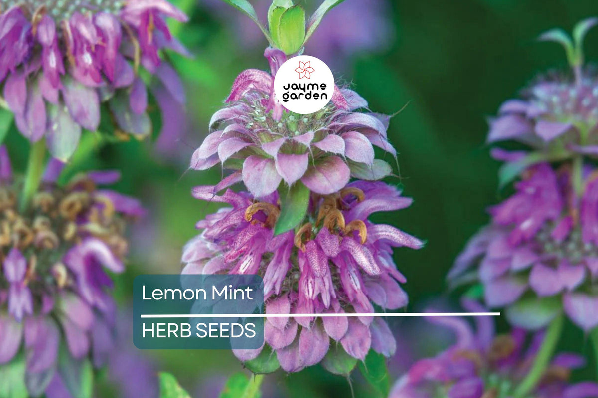 1,000 Lemon Mint Seeds – Non-GMO Culinary Herb with Edible Flowers, Pollinator Attractant, Monarda citriodora